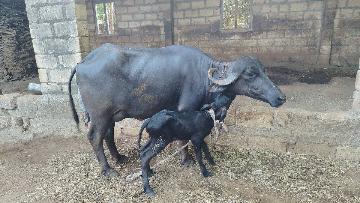 ભેંસ વેચવાની છે