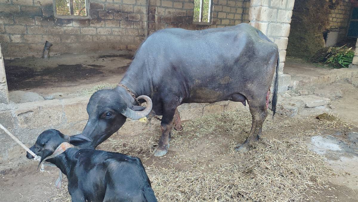 ભેંસ વેચવાની છે