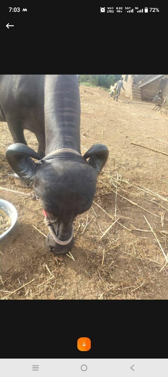 ખળેલી વેચવાની છે