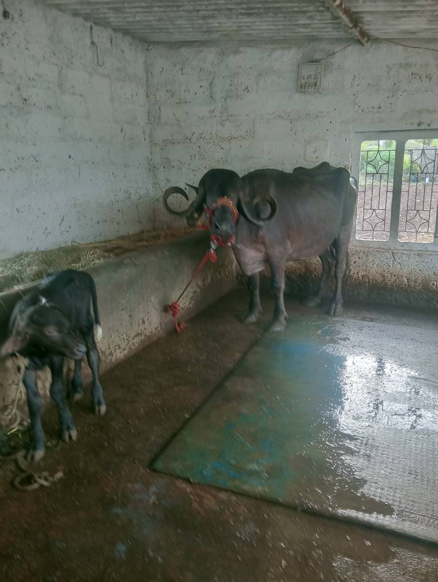 ખડેલી વેચવાની છે