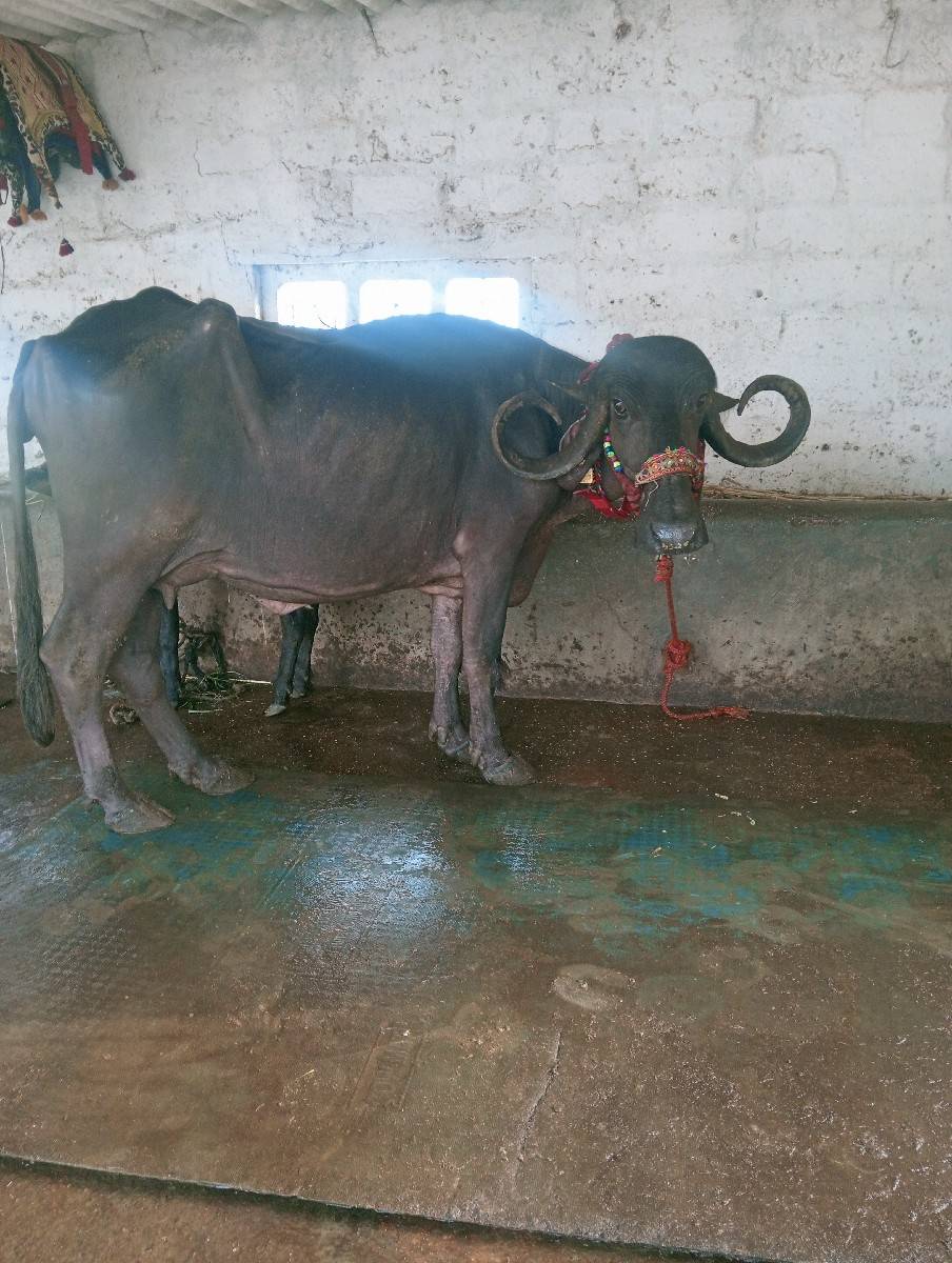 ખડેલી વેચવાની છે
