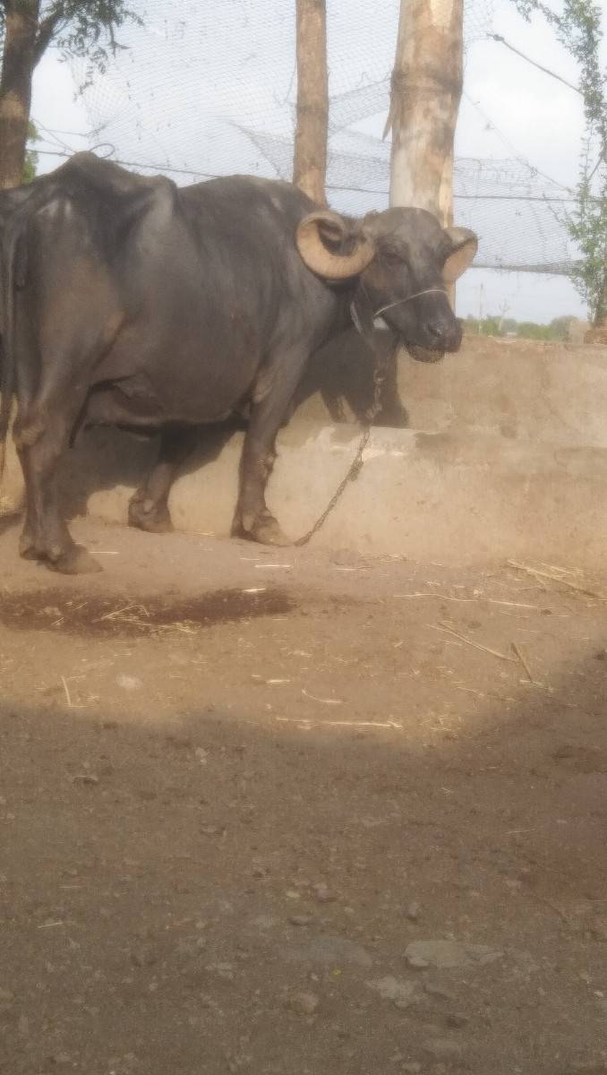 વેચવા