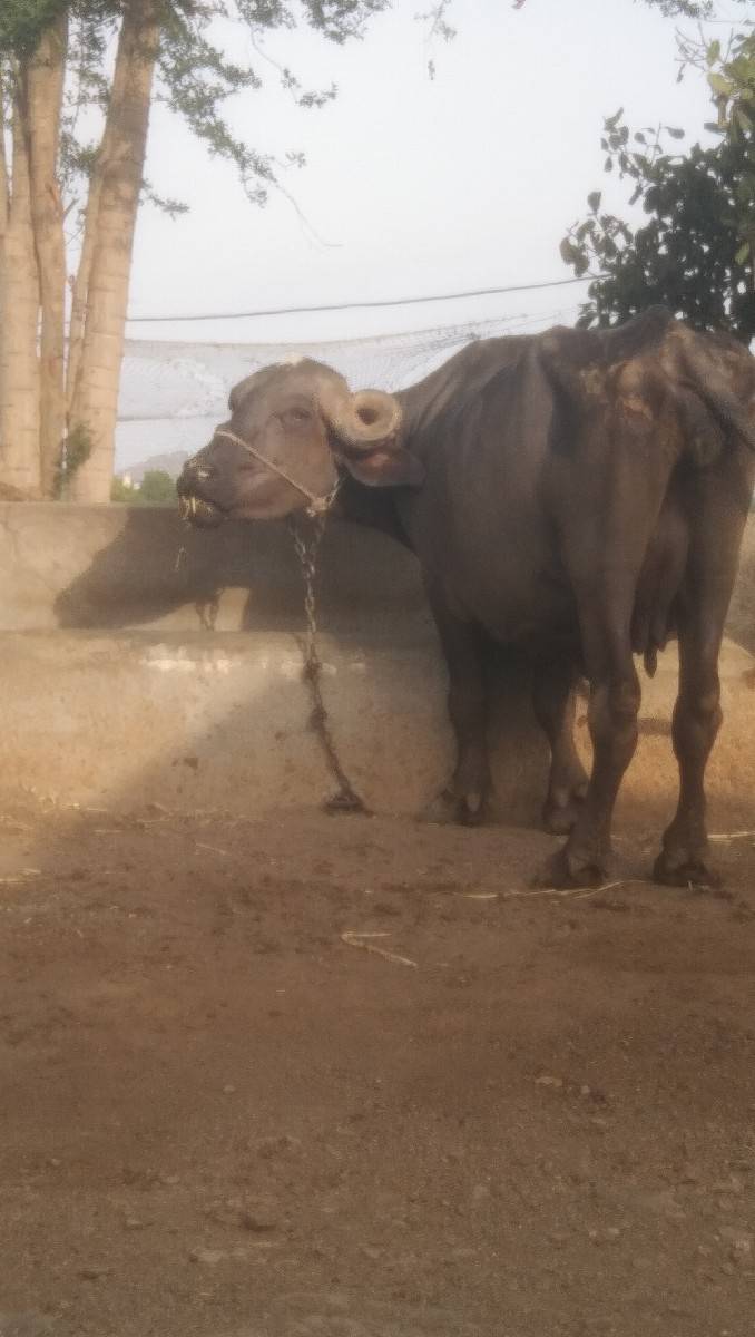 વેચવા