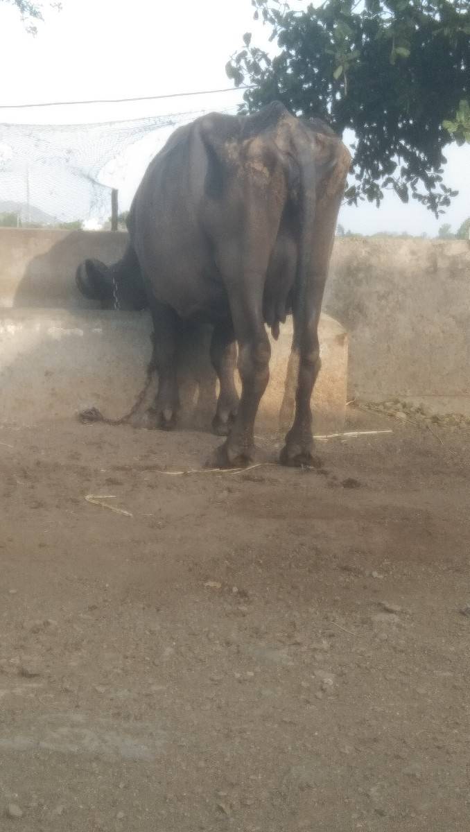 વેચવા