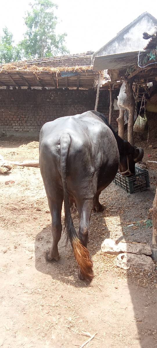 ભેંસ વેચવાની છે
