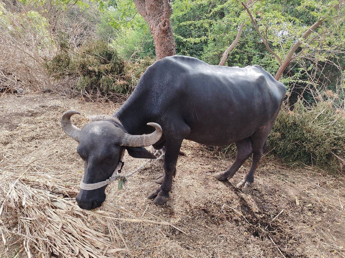 ભેશ વેચાય છે