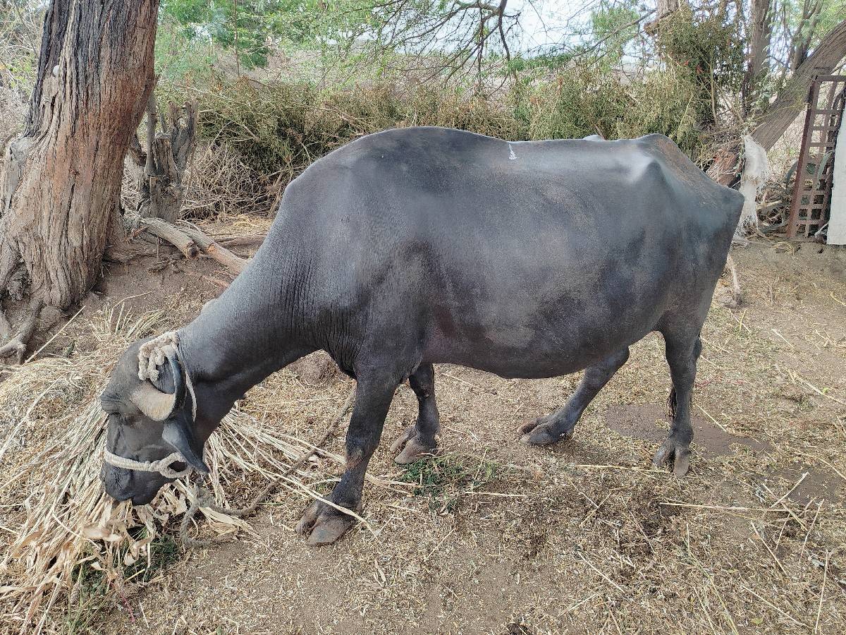 ભેશ વેચાય છે