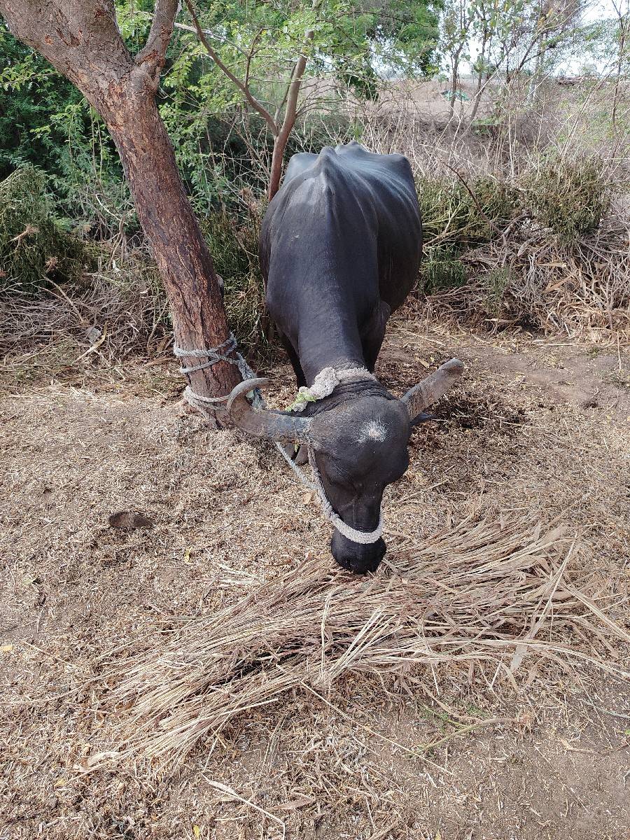 ભેશ વેચાય છે