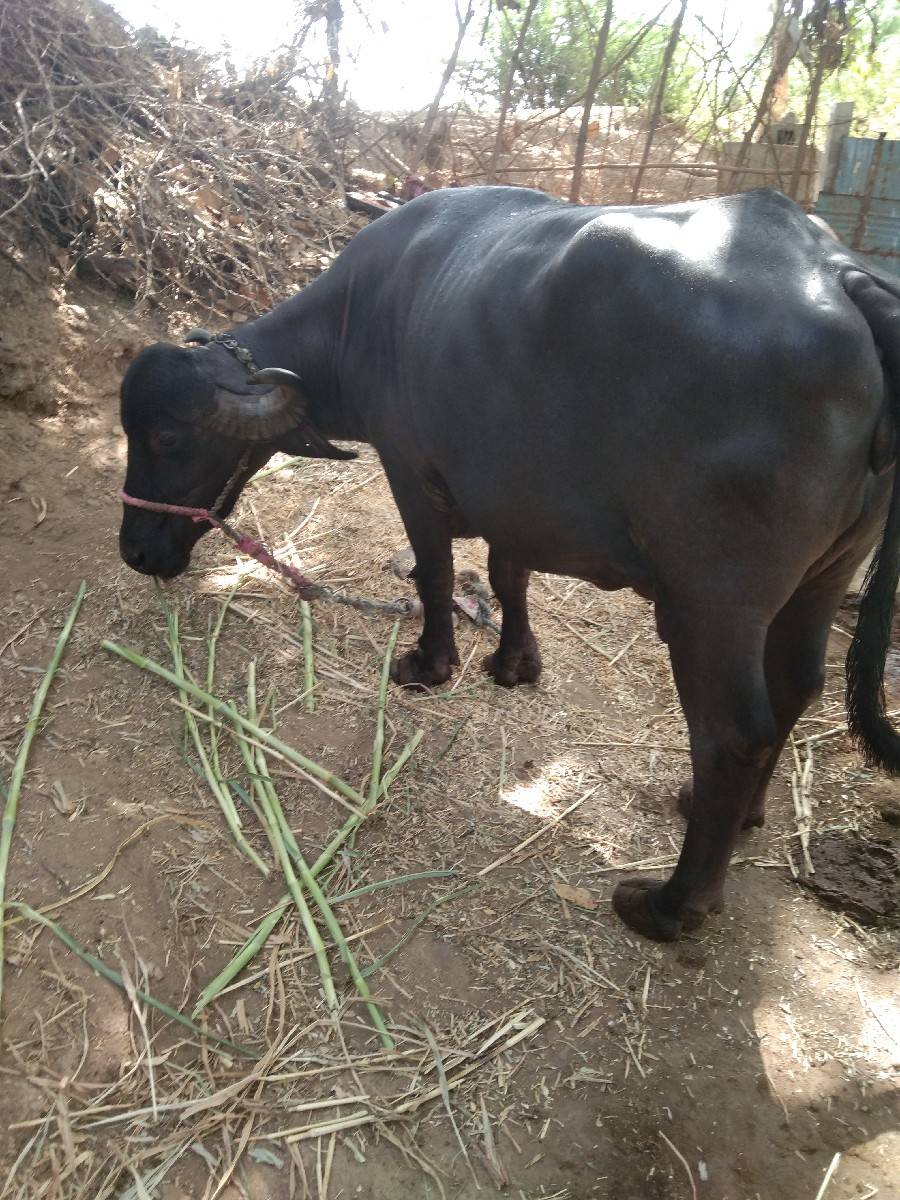 બે ભેસ વેચવાની છે.