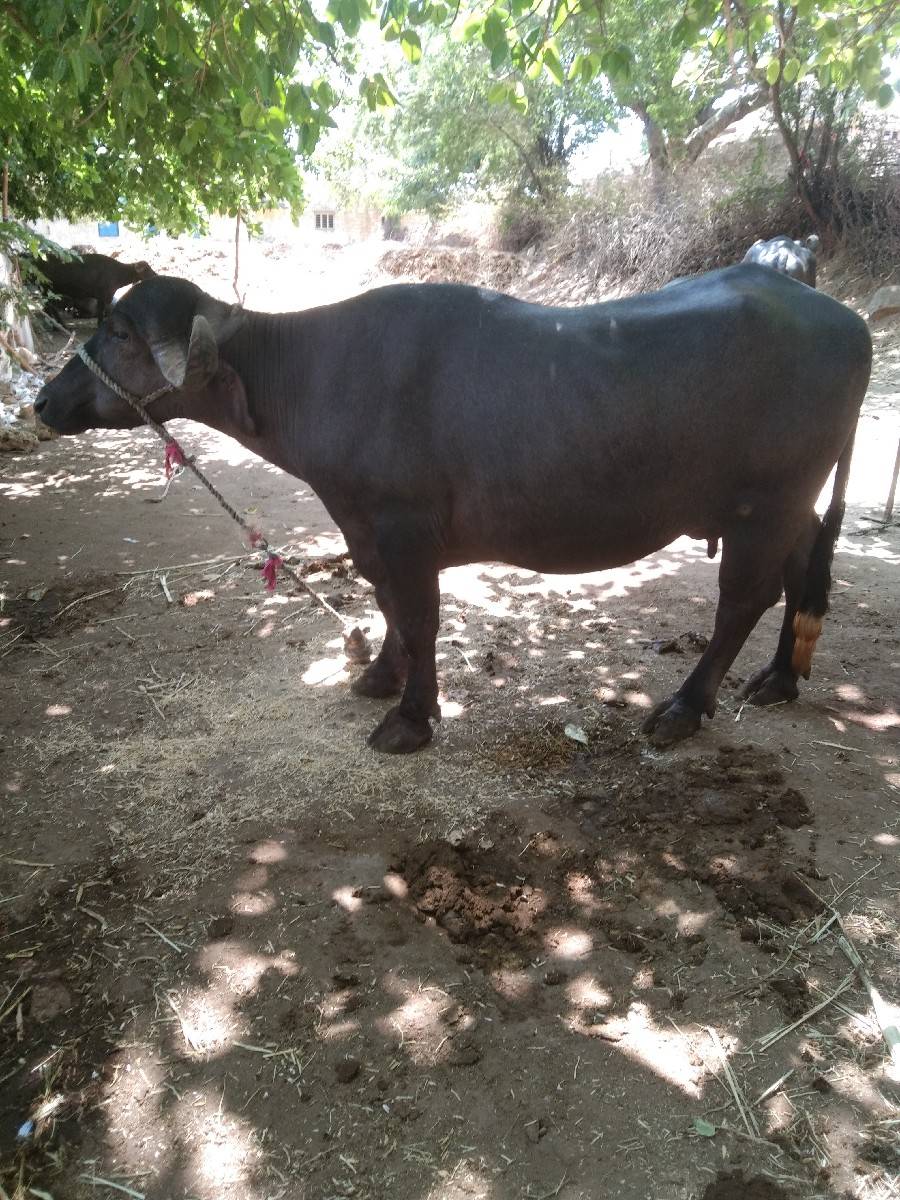 બે ભેસ વેચવાની છે.