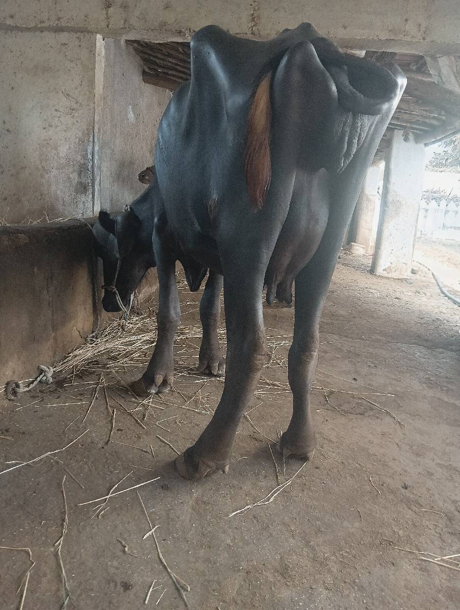 ભેંસ વેચવાની છે