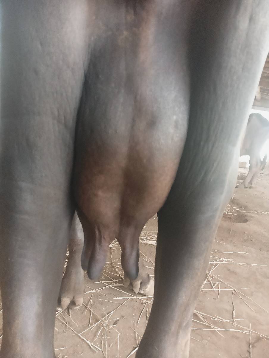 ભેંસ વેચવાની છે