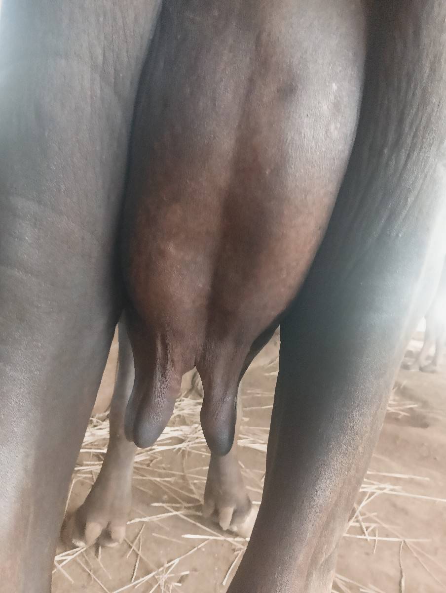 ભેંસ વેચવાની છે