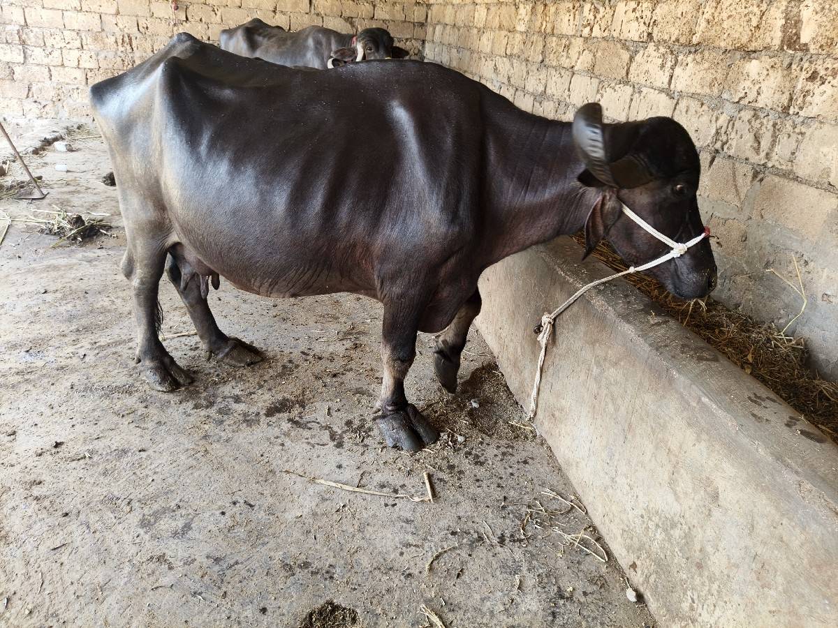 આ સાડા સાત 7લીટર દૂધ
