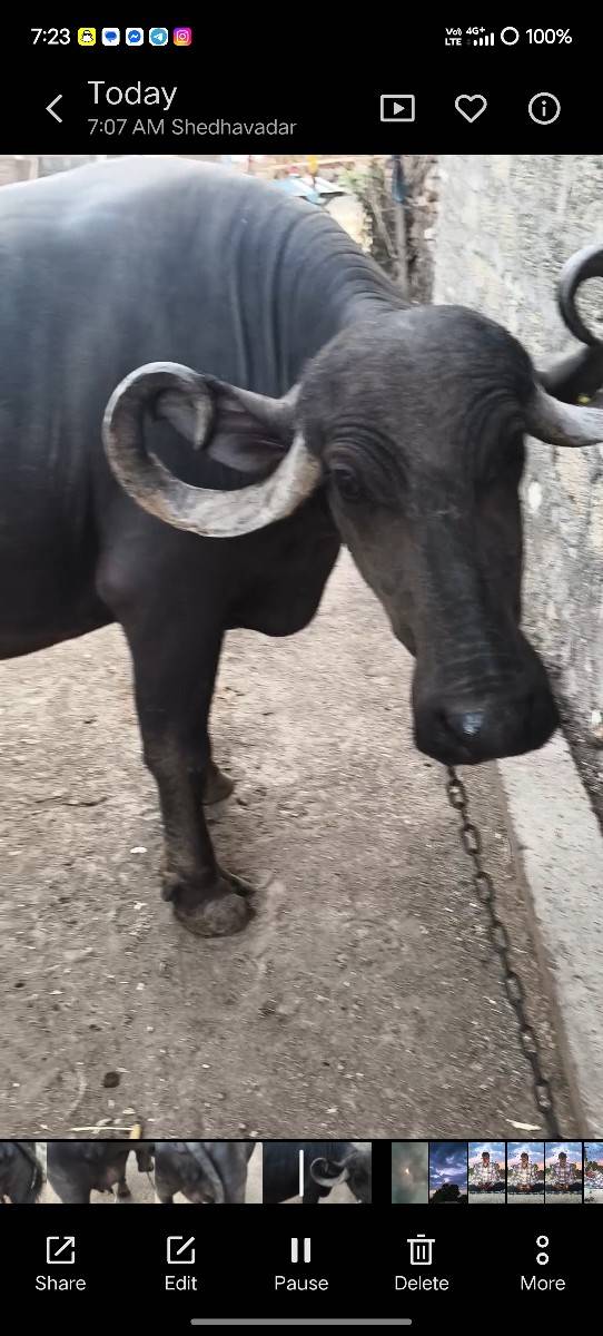 ભેંસ વેસવા ની સે