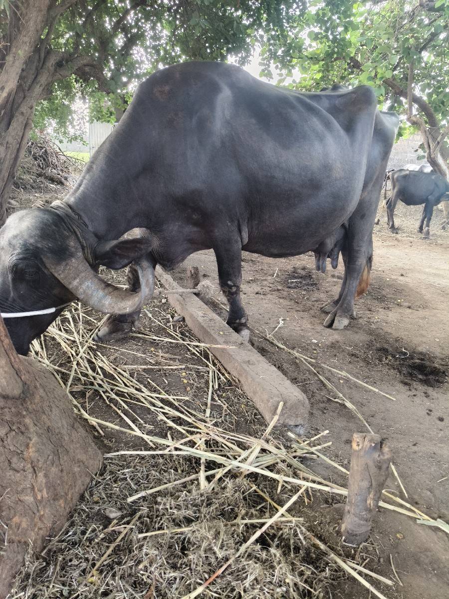 ભેસ વેચવાની છે