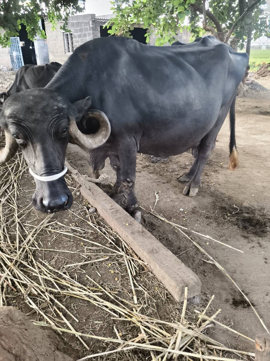 ભેસ વેચવાની છે