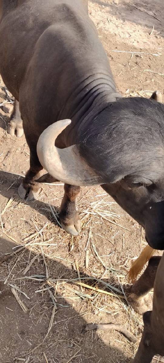 પાડો