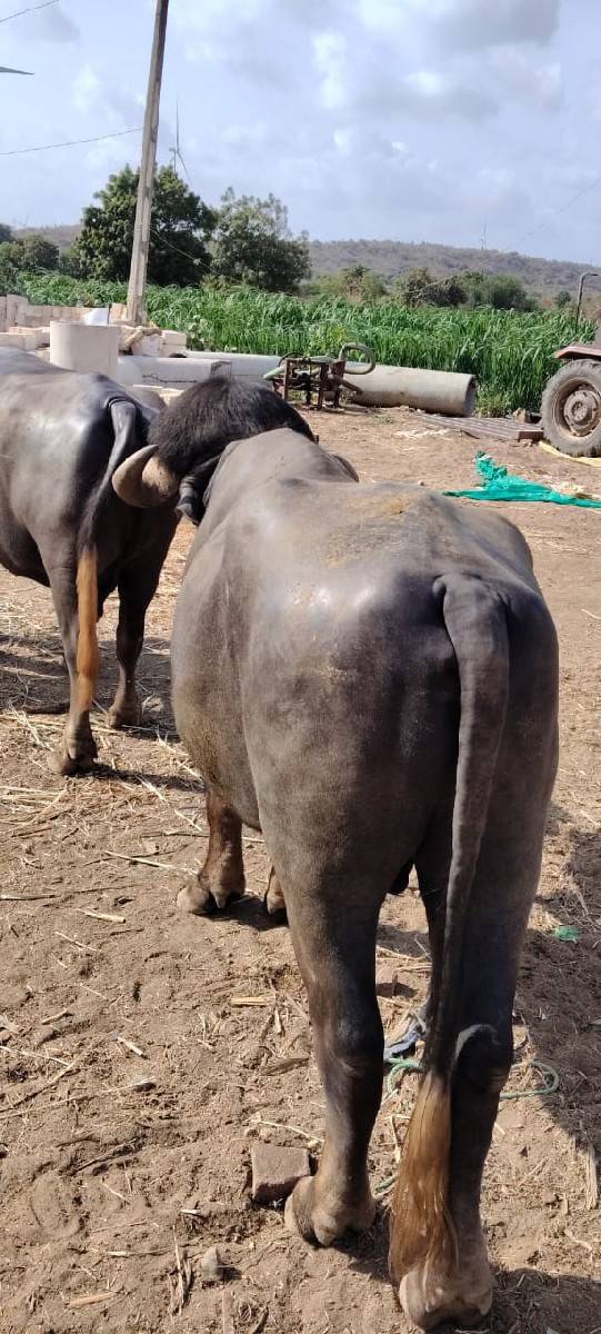 પાડો