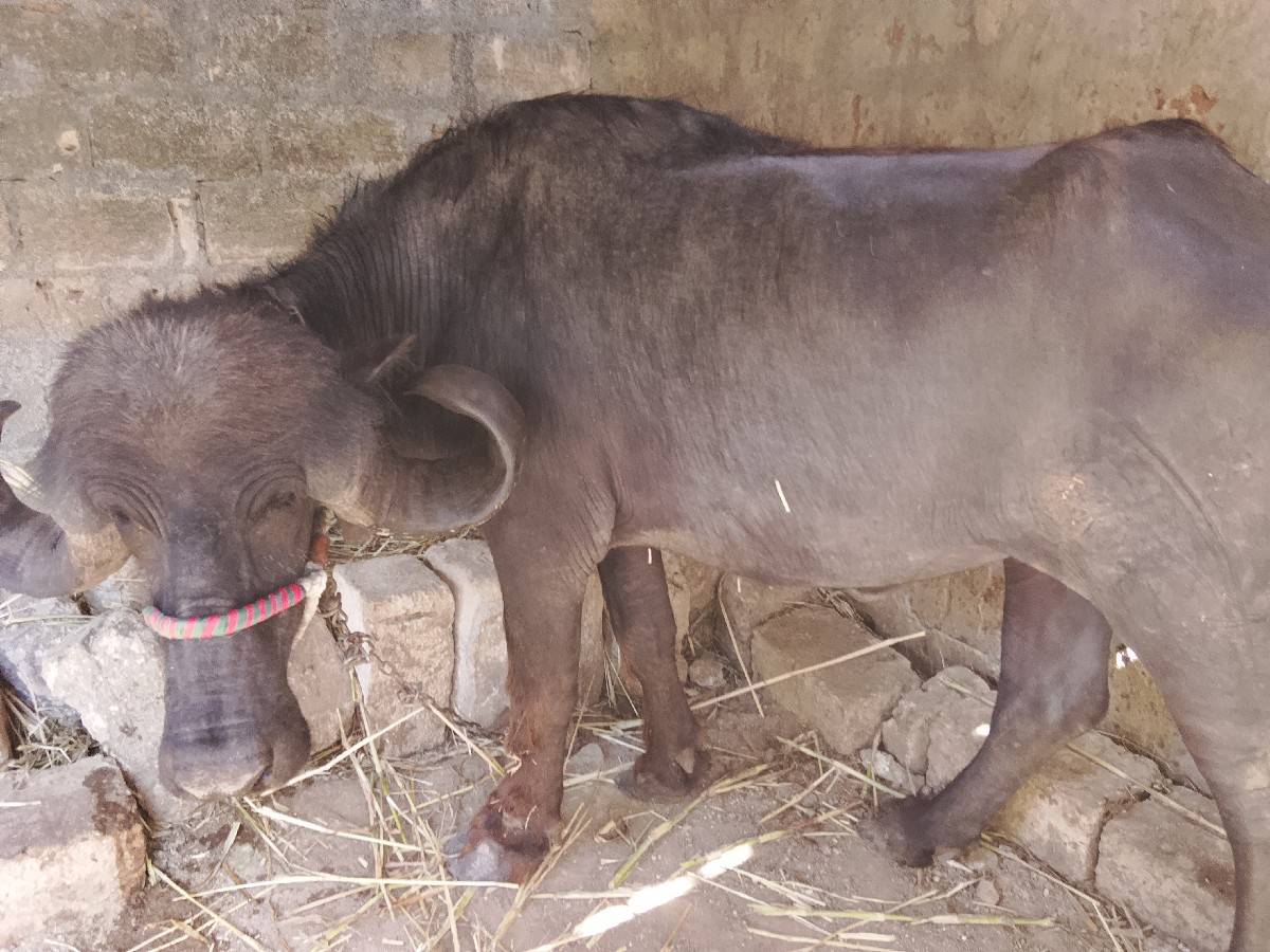 અમિત રાઠોડ