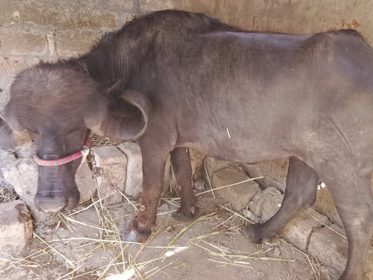 અમિત રાઠોડ