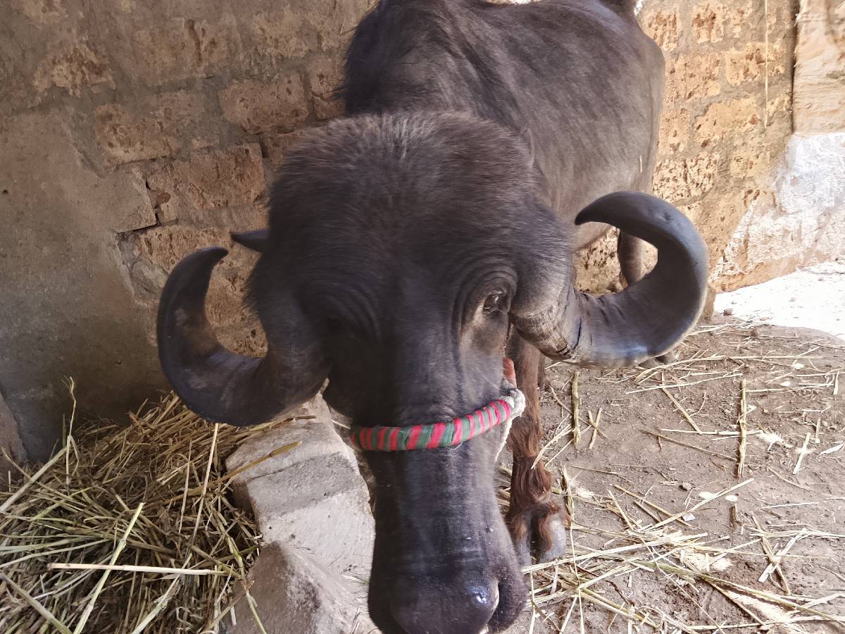 અમિત રાઠોડ