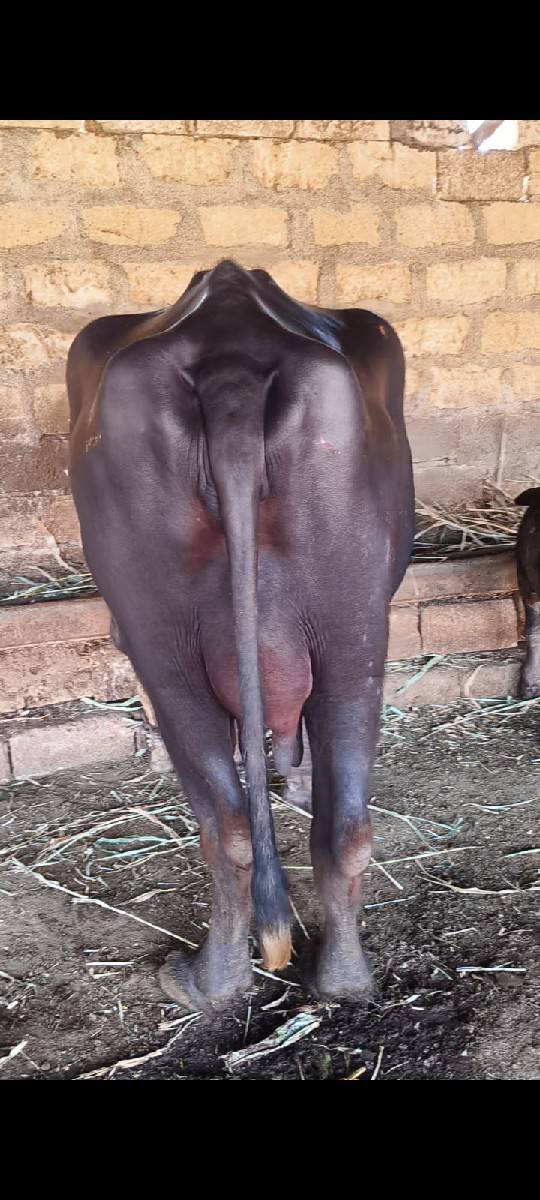 ભેંસ વેચવાની છે