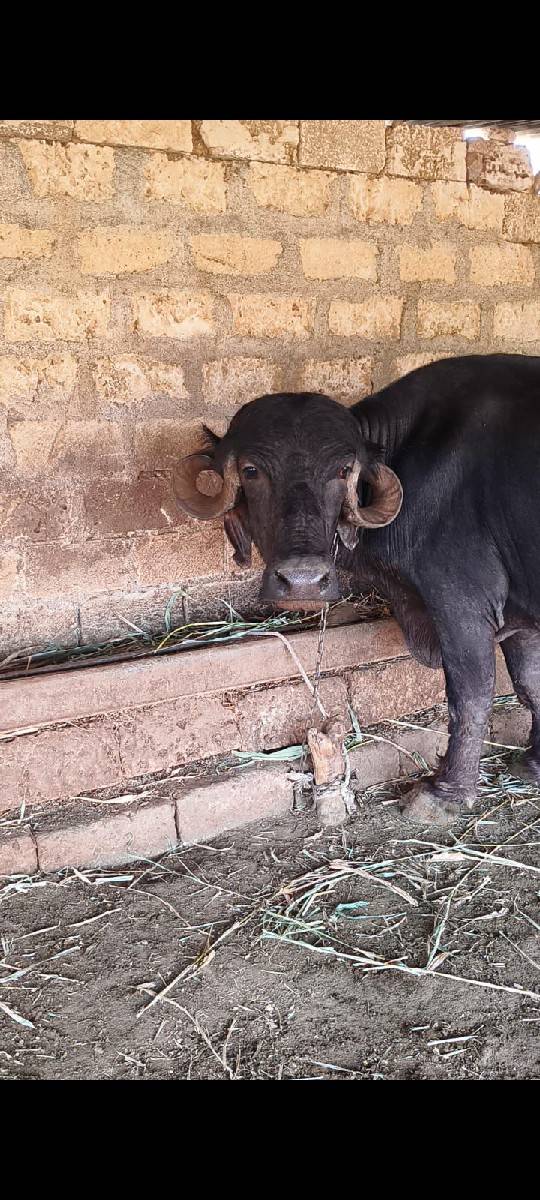 ભેંસ વેચવાની છે