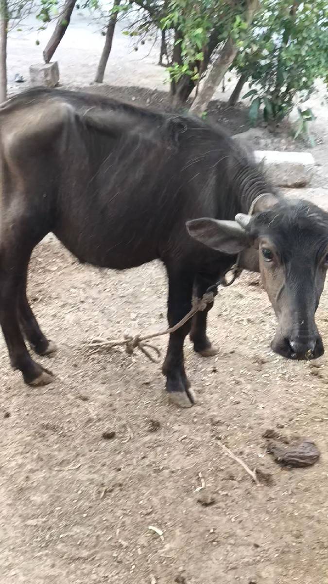 વેસાવ