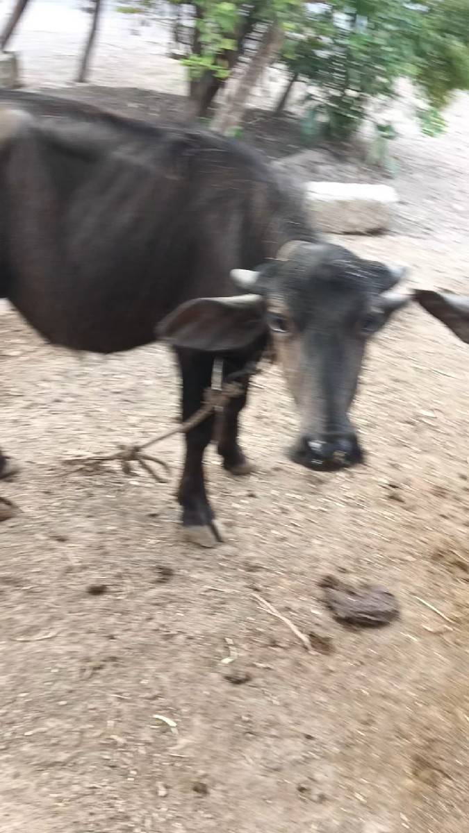વેસાવ