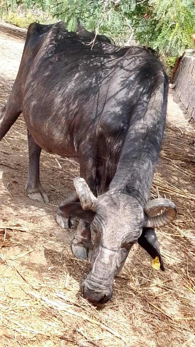 ભેંશ વેચવાની છે
