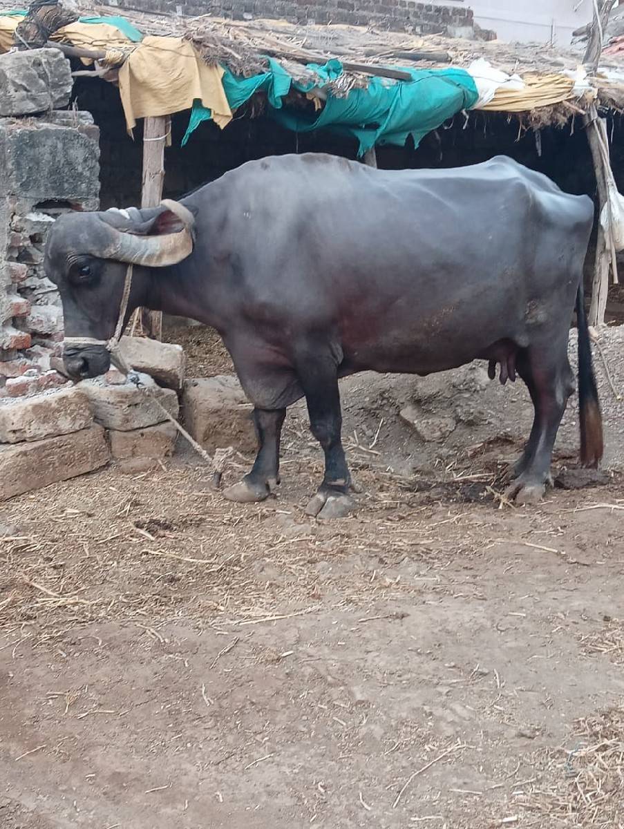 ભેસ