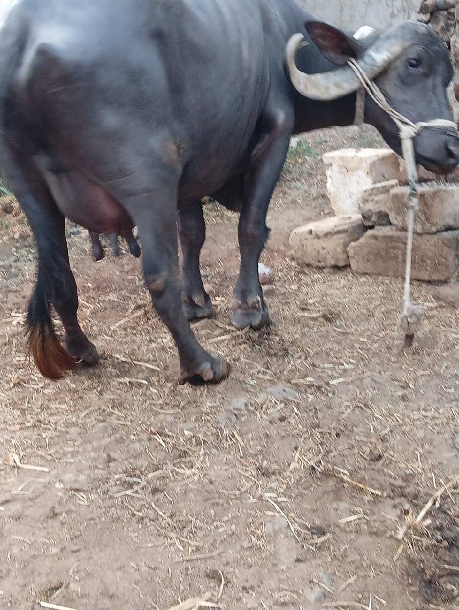 ભેસ