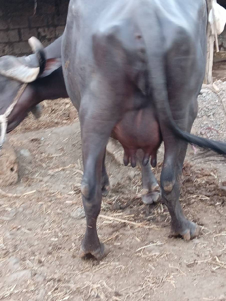 ભેસ