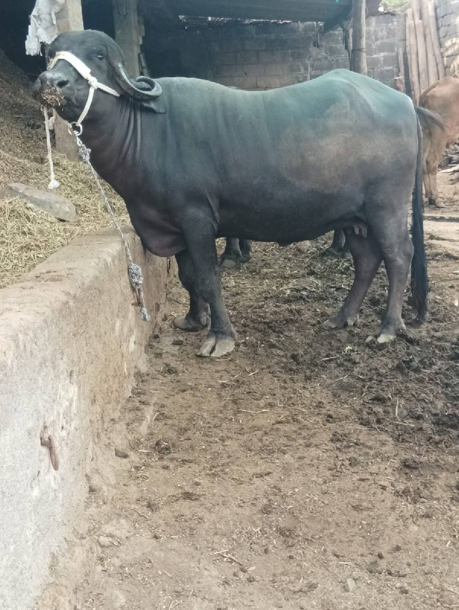 ભેંસ વેચવાની છે