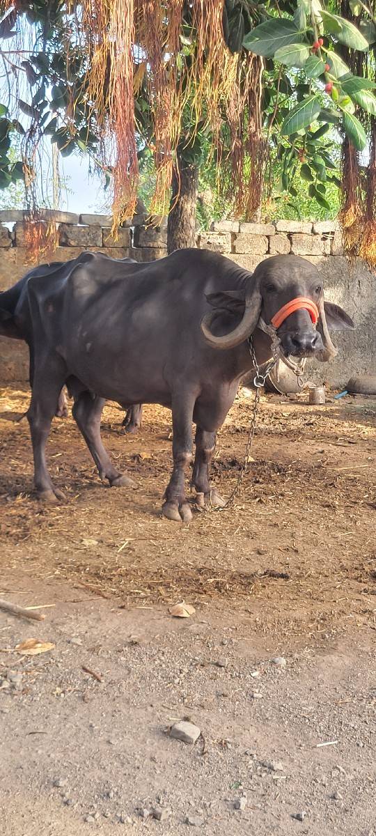 20 દીવશ ની કાચી છે