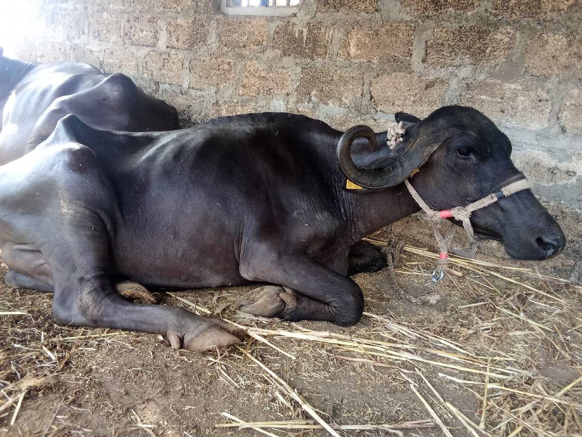 ખળેલી વેચવાની છે