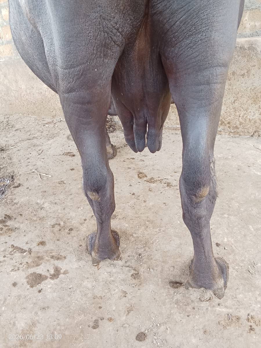 ભેંસ વેચવાની છે