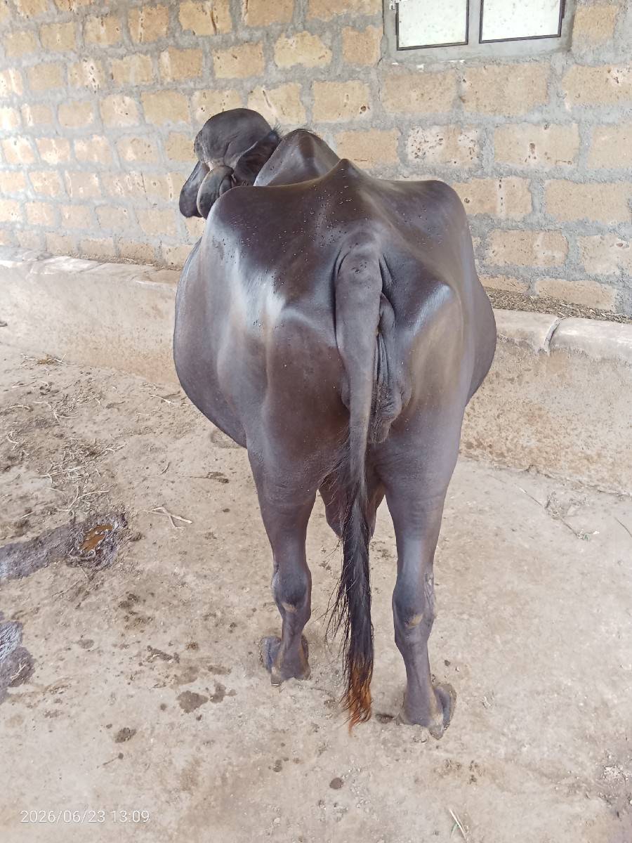 ભેંસ વેચવાની છે