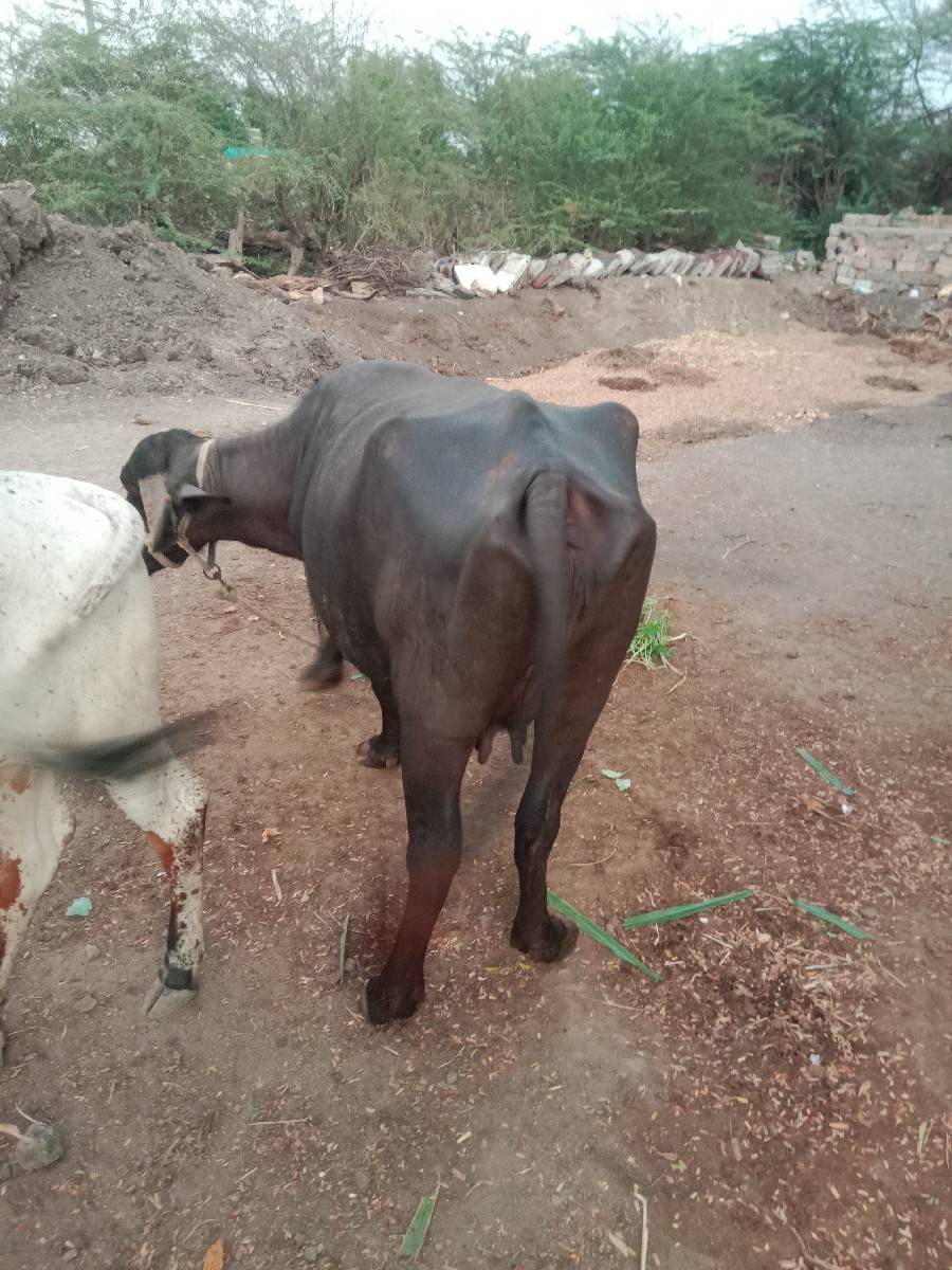 ૨ ભેસ વેસવાનિ સે