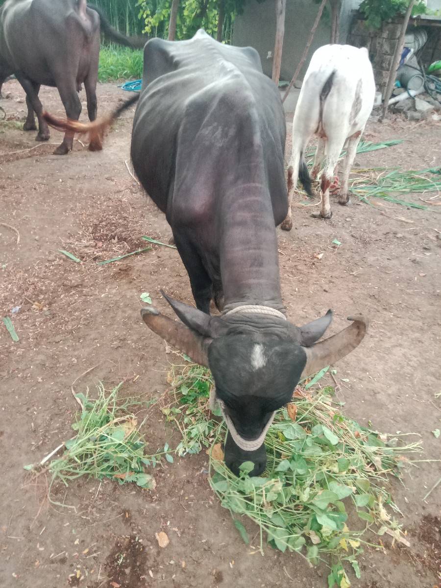 ૨ ભેસ વેસવાનિ સે