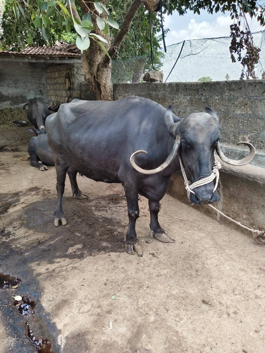 ભેંશ વેશવાની છે