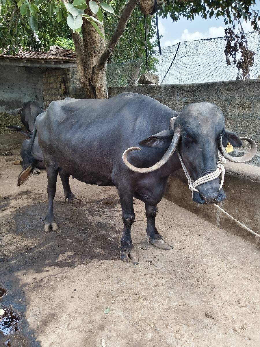 ભેંશ વેશવાની છે