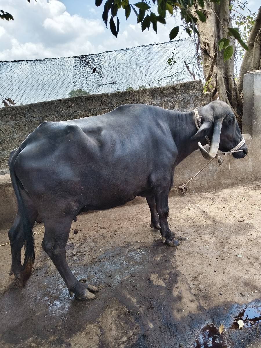 ભેંશ વેશવાની છે