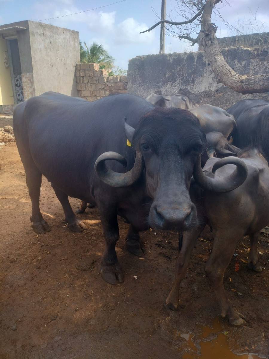 આ ભેંસ અને ખડેલી બંને વેચવાની છ