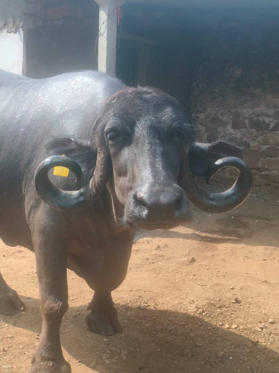 આ ભેંસ અને ખડેલી બંને વેચવાની છ