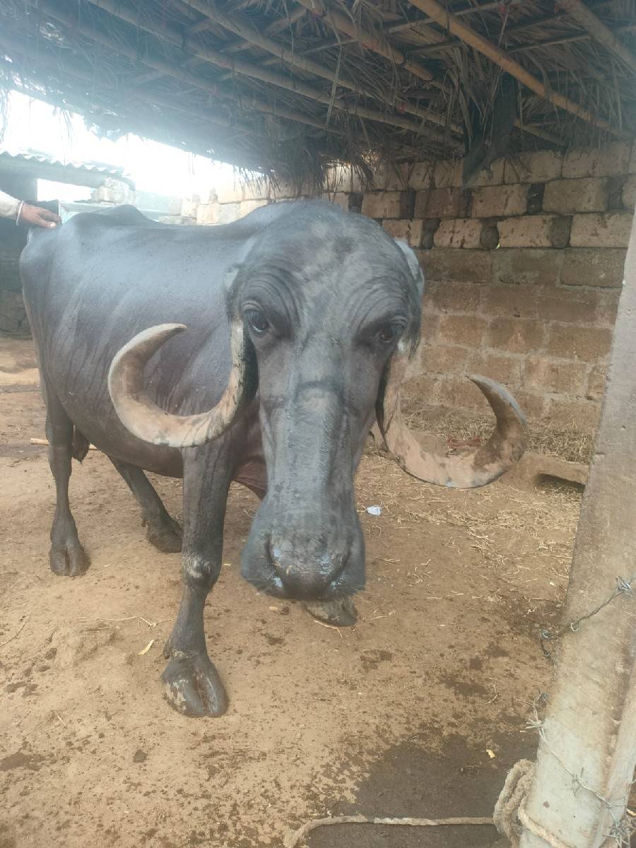 આ ભેંસ અને ખડેલી બંને વેચવાની છ