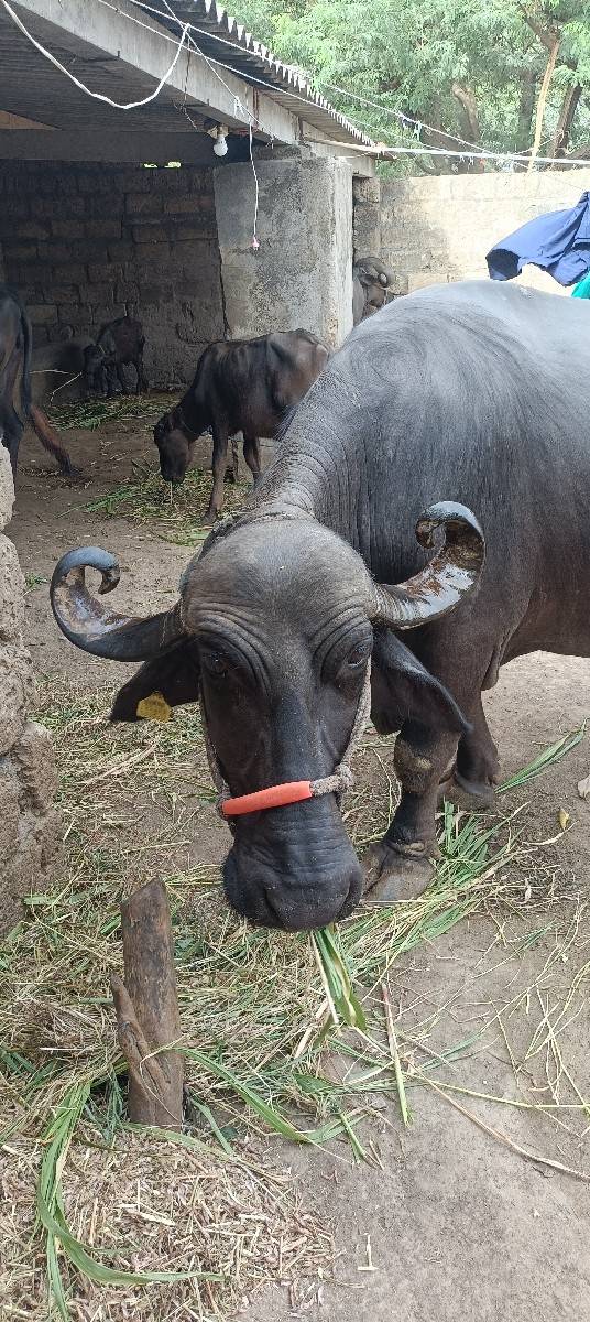 ભેંસ વેચવાની છે