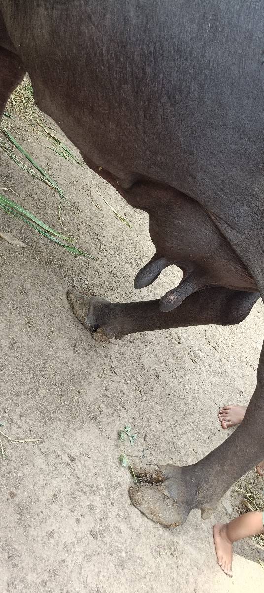 ભેંસ વેચવાની છે