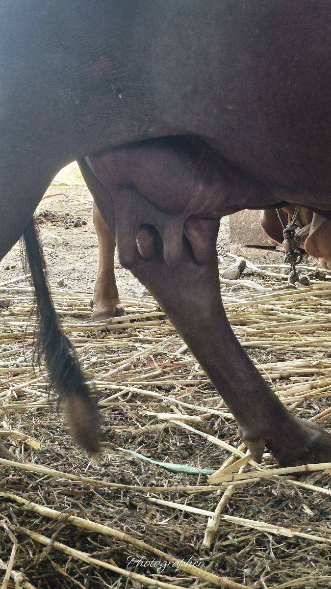 ભેસ